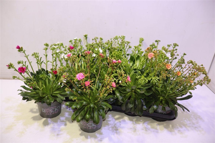 <h4>arr8 Lewi Rocky Color Gem</h4>