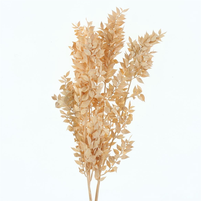 <h4>Pres Ruscus Bleached Pastel Salmon Per Stem</h4>