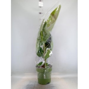 Musa  'Dwarf Cavendish'