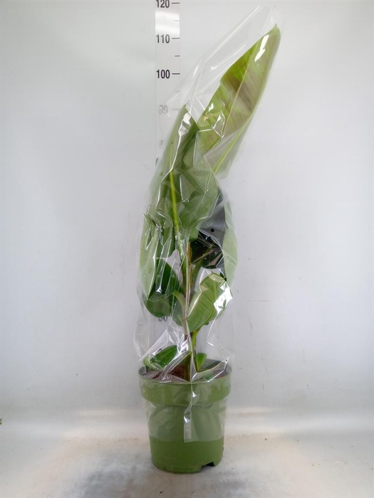 <h4>Musa  'Dwarf Cavendish'</h4>