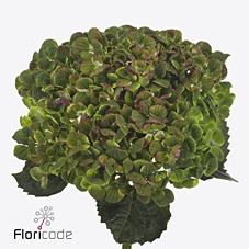 Hydrangea green revolution classic