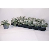 arr8 Senecio Cineraria