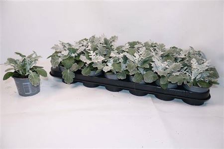 Jacobaea Maritima