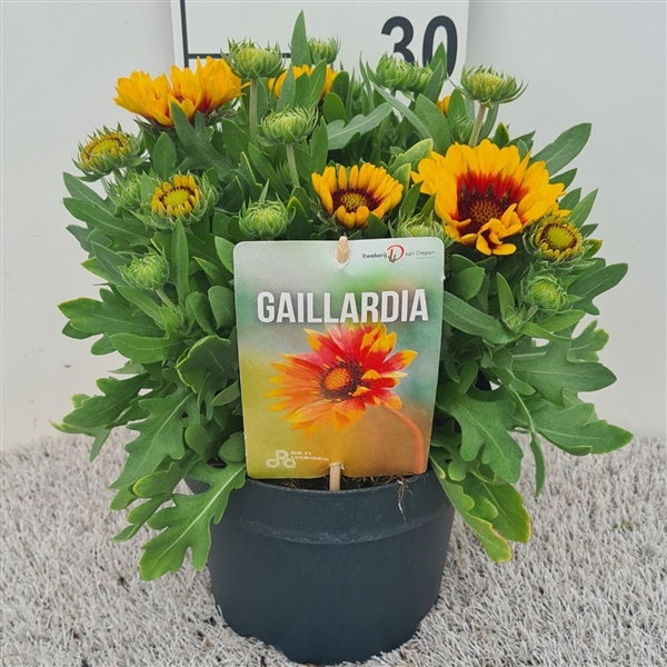 Gaillardia Spintop Red Starburst P19