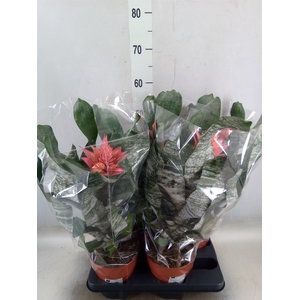 Aechmea   ...mix