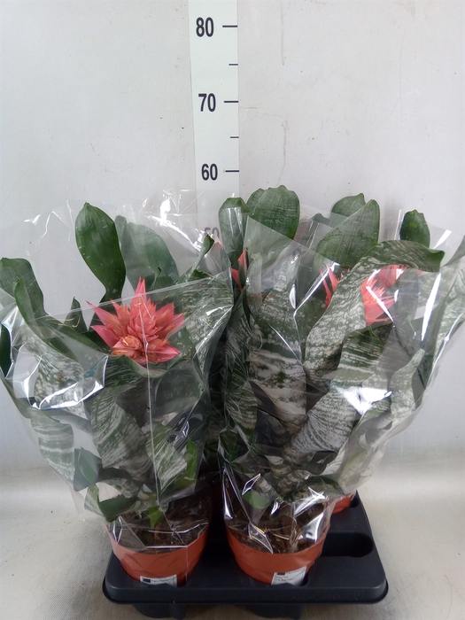 <h4>Aechmea   ...mix</h4>