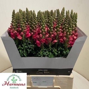Antirrinum Poto Cherry Rose