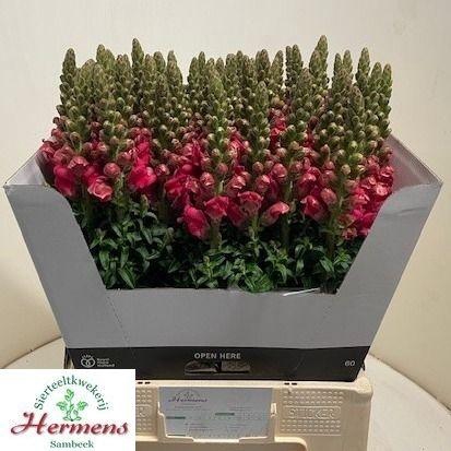 <h4>Antirrinum Poto Cherry Rose</h4>