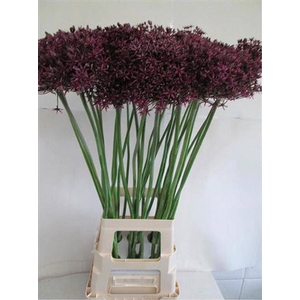Allium Grootbloemig Magic