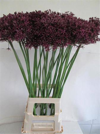 <h4>Allium Grootbloemig Magic</h4>