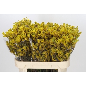 Anigozanthos Yellow Gem