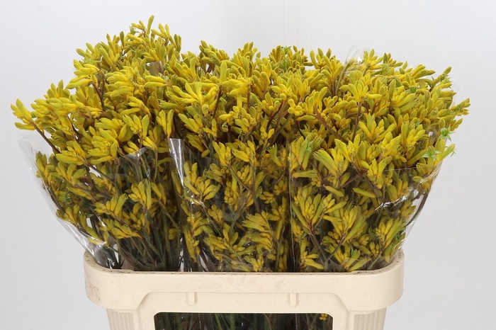 <h4>Anigozanthos Yellow Gem</h4>