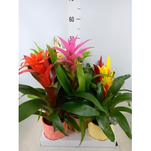 Bromelia   ...mix
