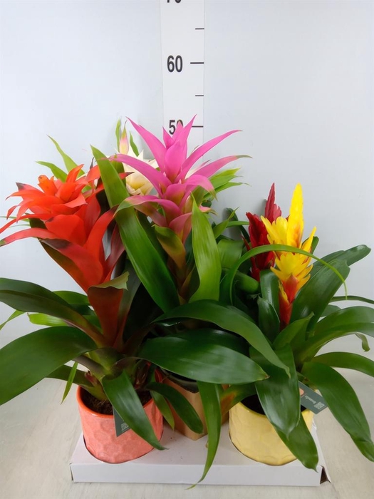 <h4>Bromelia ...mix</h4>