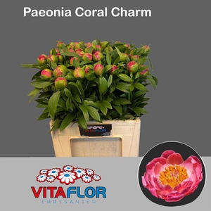 Paeo L Coral Charm
