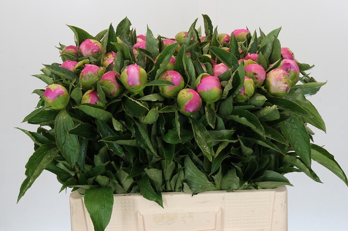 <h4>Paeonia Monsieur Jules Elie</h4>