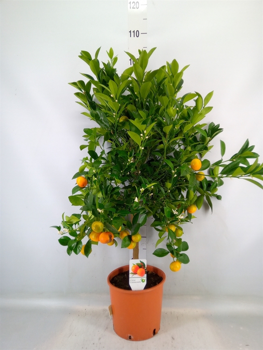 <h4>Citrus   ...</h4>