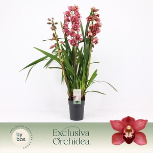Cymbidium, Jolly Red 3-spike P14 'Exclusiva Orchidea'