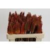 Kniphofia Alcazar