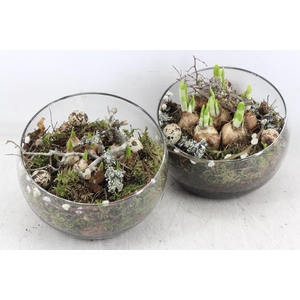 arr4 Bollenmix MB - Glas halve maan 285/5