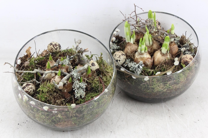 <h4>arr4 Bollenmix MB - Glas halve maan 285/5</h4>