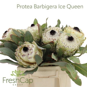 Protea Barbigera Ice Queen