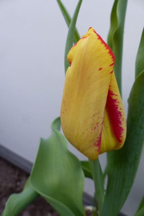 <h4>Tu En Golden Eagle</h4>