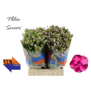 PHLOX P SENORA