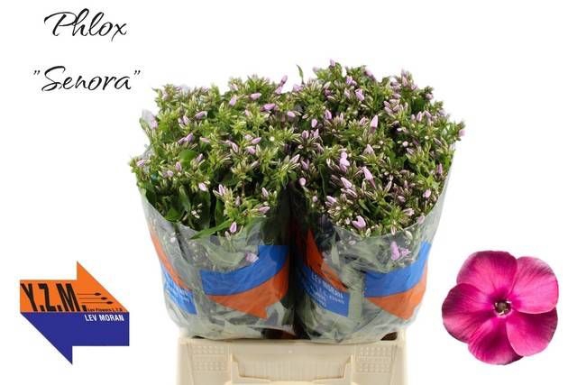 <h4>PHLOX P SENORA</h4>