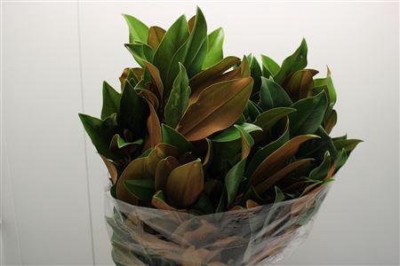 <h4>Magnolia leaf p bunch</h4>