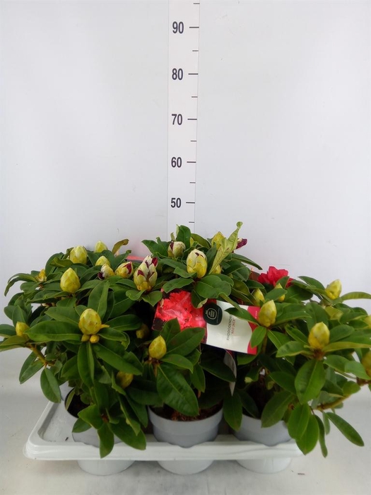 <h4>Rhododendron   ...</h4>