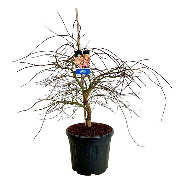 <h4>Acer Ice Dragon ®</h4>