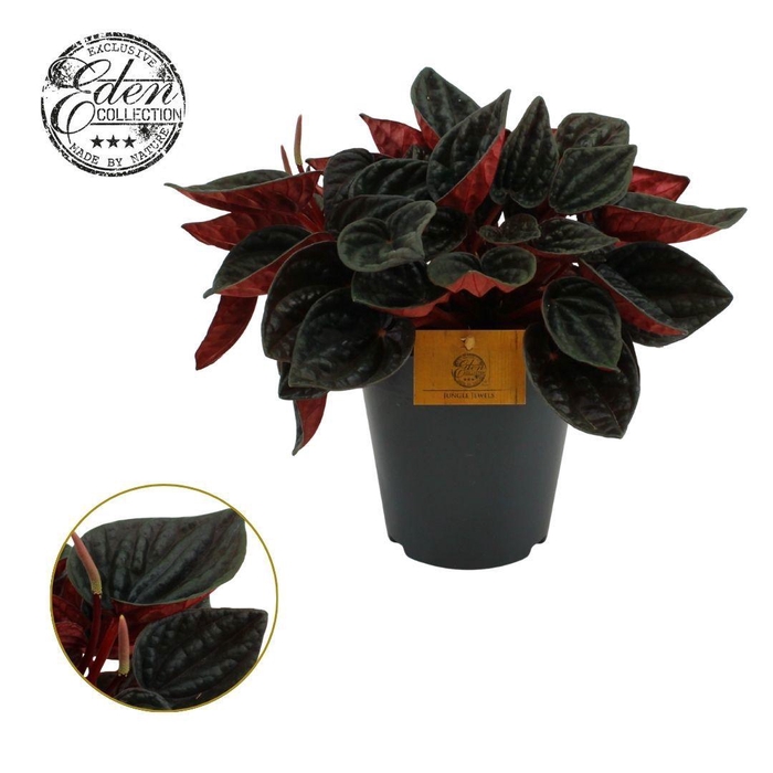 <h4>Peperomia rojo Grande 15cm</h4>
