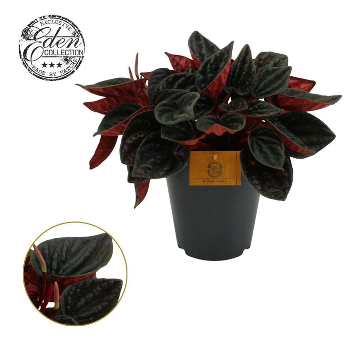 <h4>Peperomia rojo Grande 15cm</h4>