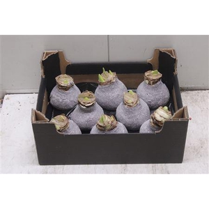Amaryllis Bol Taupe Glitter