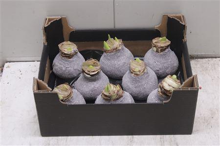 <h4>Amaryllis Bol Taupe Glitter</h4>