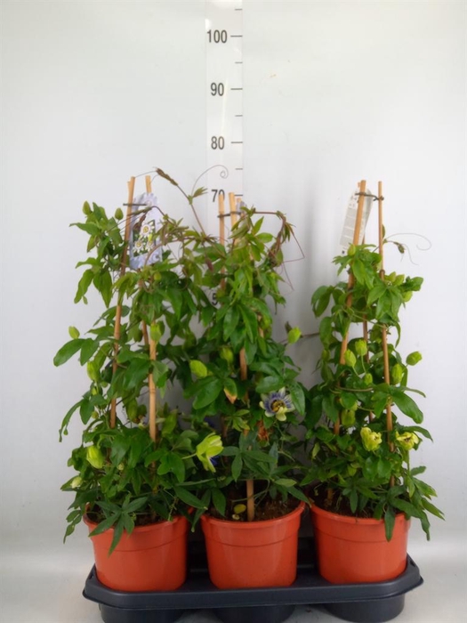 <h4>Passiflora caerul.</h4>