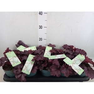 Heuchera  'Indian Summer'   ...mix