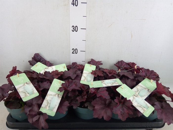 <h4>Heuchera  'Indian Summer'   ...mix</h4>