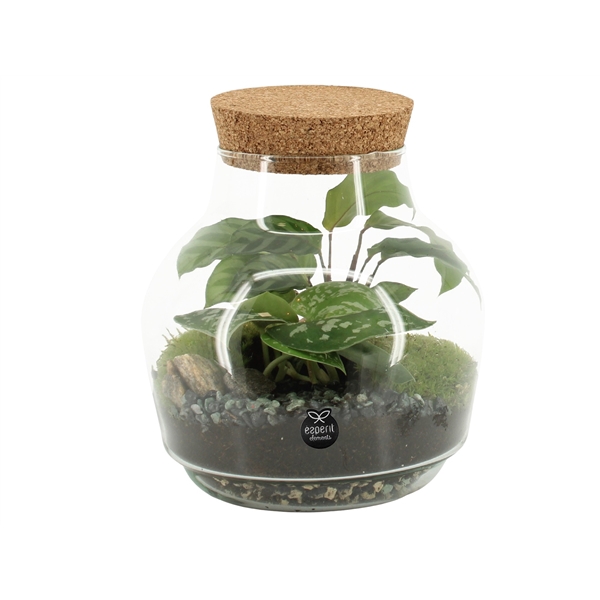 <h4>90553: Terrarium arrangement</h4>