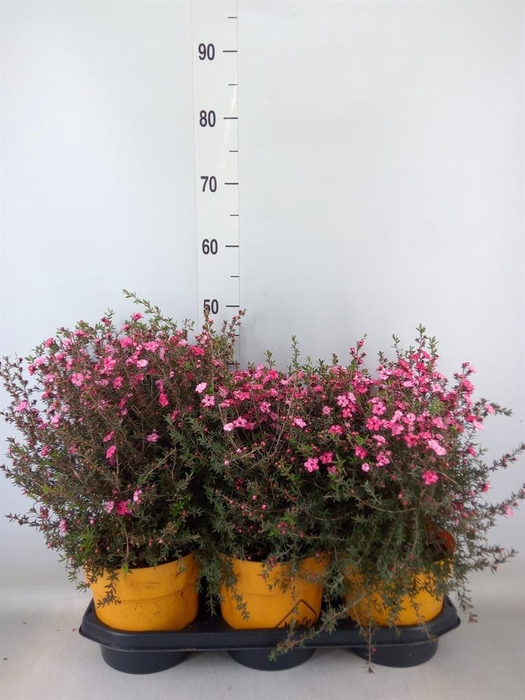 <h4>Leptospermum   ...</h4>