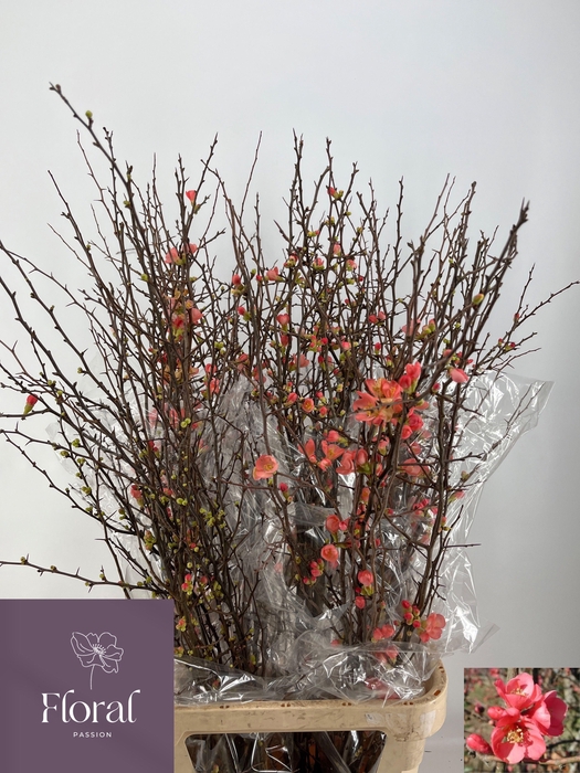 <h4>CHAENOMELES SUPERBA</h4>