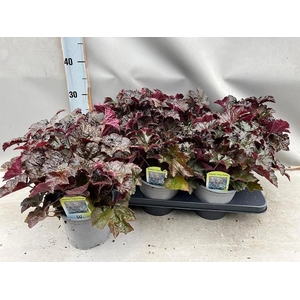 HEUCH MI PALACE PURP