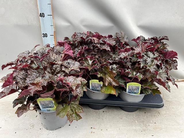 <h4>HEUCH MI PALACE PURP</h4>