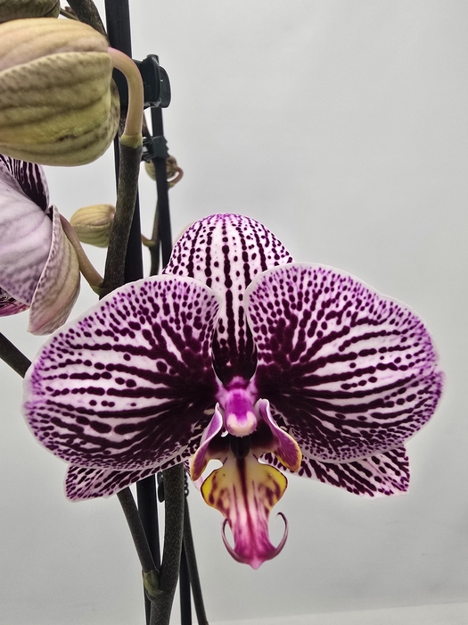 <h4>Limited 26 week 17</h4>