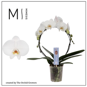 Mimesis Phal. Moon White - 16+ flowers 12cm