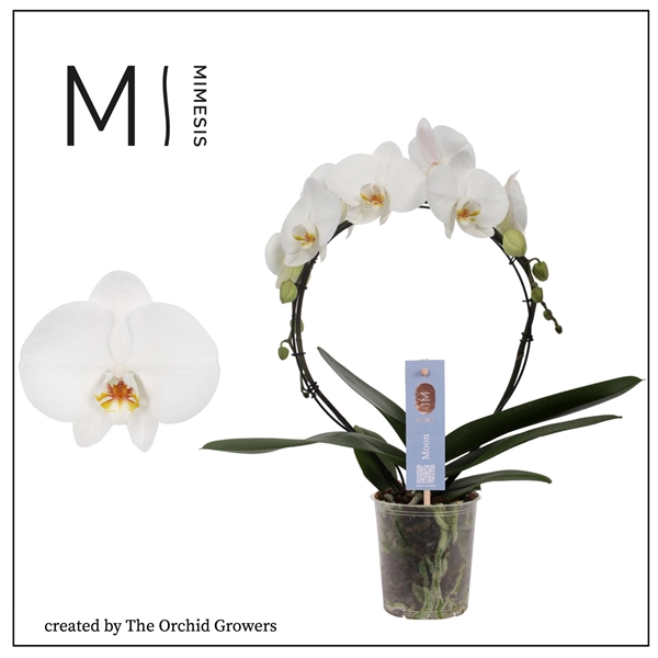 <h4>Mimesis Phal. Moon White - 16+ flowers 12cm</h4>