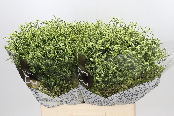 <h4>Limonium sinensis China Lemon</h4>