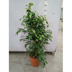 Ficus benja. 'Exotica'