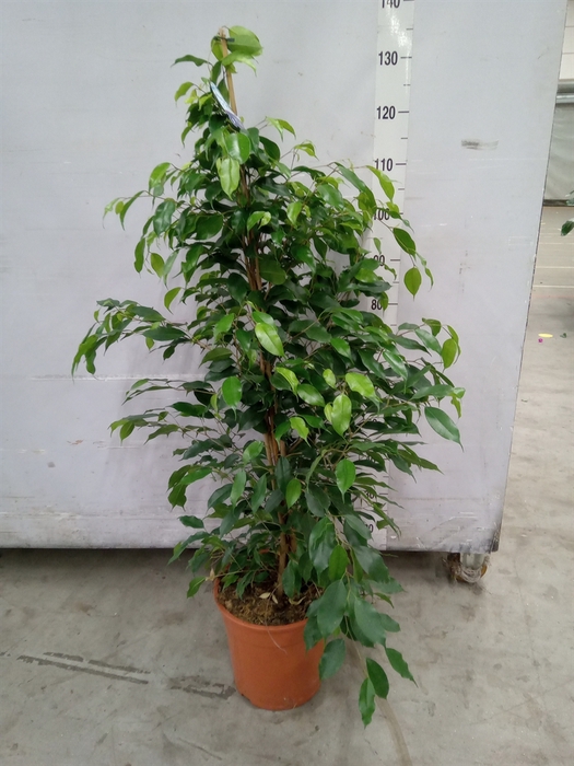 <h4>Ficus benja. 'Exotica'</h4>